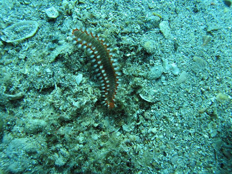 Coll TU 060.JPG